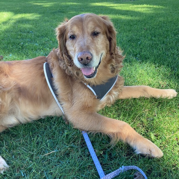 Meet your Posher, Izzy - Picture 1 of 1